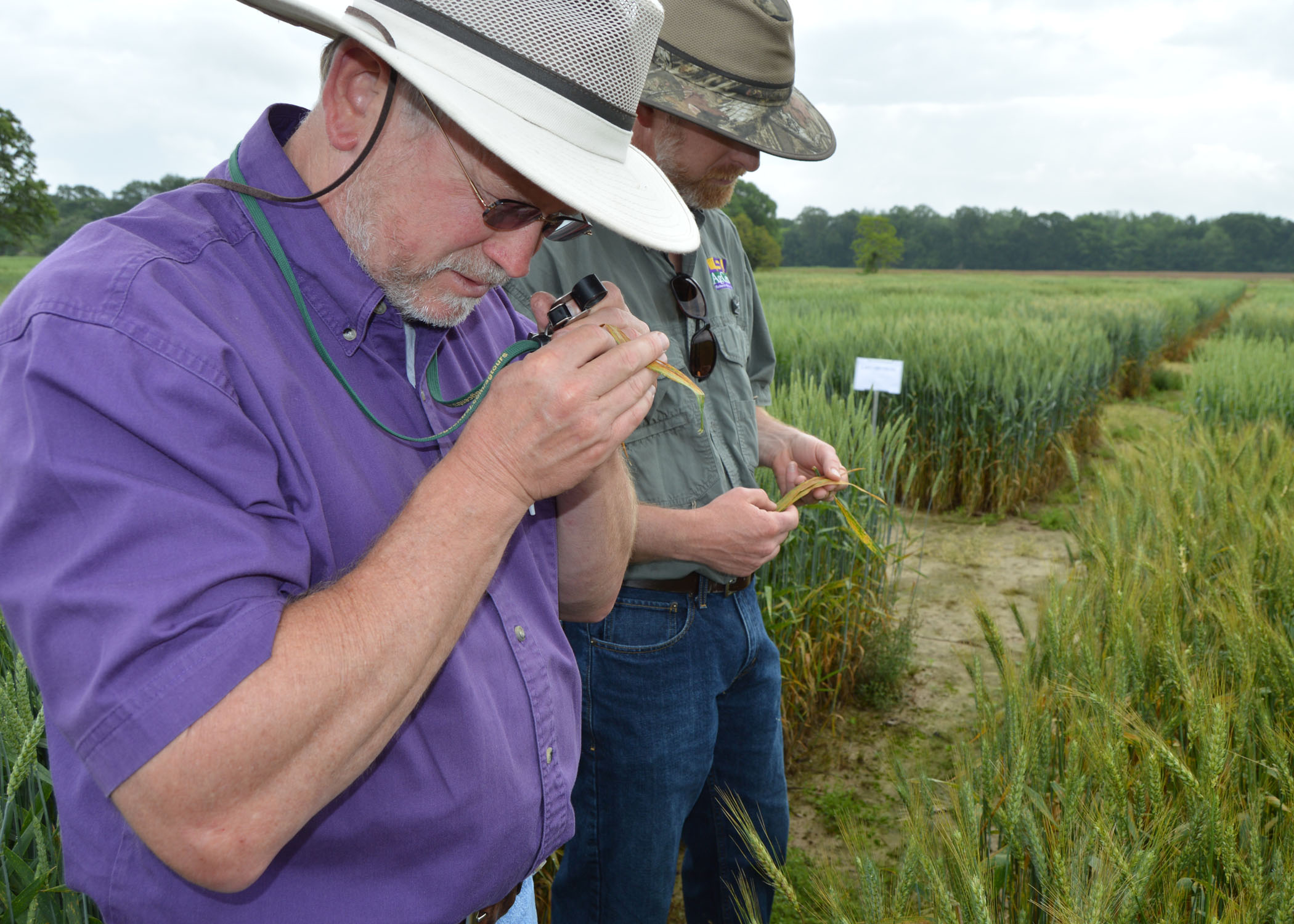 Wheat, oat, cover crop field day to be held April 16